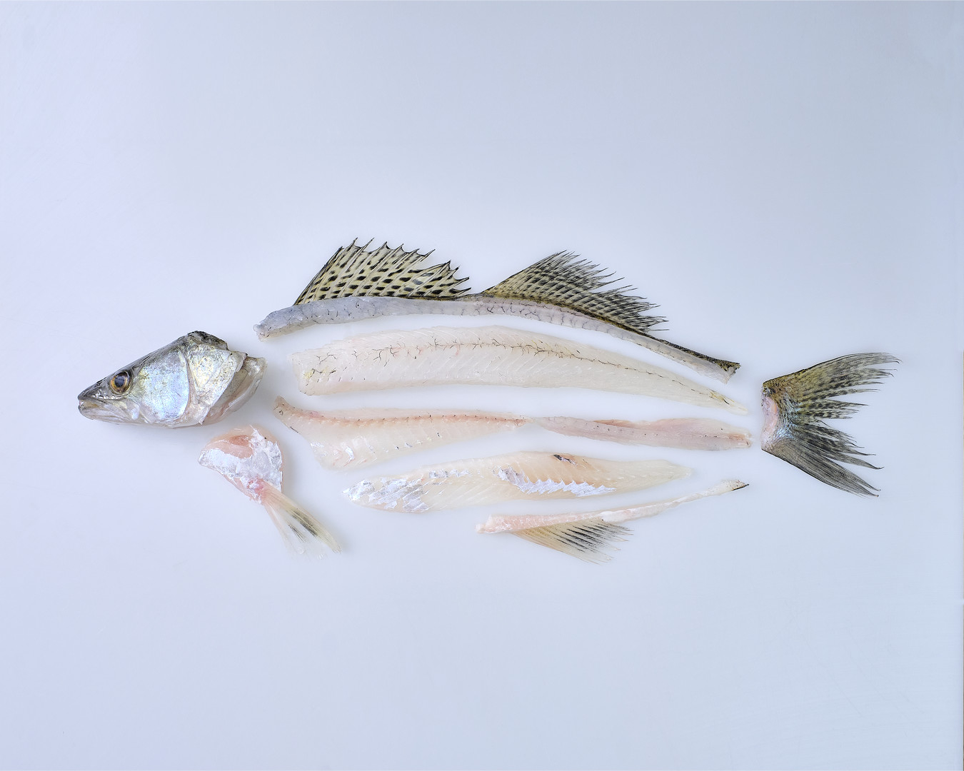 Pike-perch filleted and laid out piece by piece for the Vår fish menu